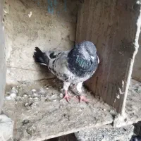 کبوتر بلندپرواز معامله با پتی واله ماده|پرنده|چابهار, |دیوار
