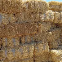 فروش کاه گندم درجه یک