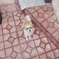 سگ پاکوتاه|حیوانات|مراغه, |دیوار