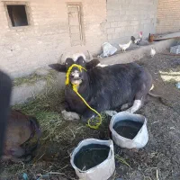 یاموسه ماخذ علیهه ستشر شرط ویاهه حشوا