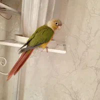 آناناسی گرینچیک رام و دستی|پرنده|فردیس, شهرک شهید حسینی|دیوار