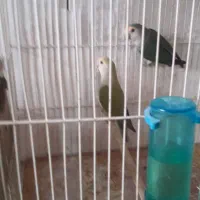 طوطی برزیلی|پرنده|زنجان, |دیوار