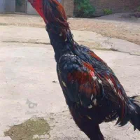 دوتا لاری اصل افغان|حیوانات مزرعه|فاضل آباد, |دیوار