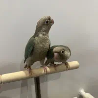 جوجه های گرینچیک اسپلیت