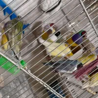 سهره وفنچ گلدین وقناری وقفس