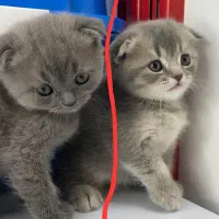 اسکاتیش بلو