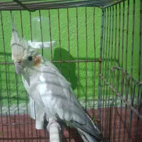 عروس هلندی|پرنده|دهدشت, |دیوار