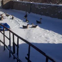 قوغاز محلی و مشکی یک ساله