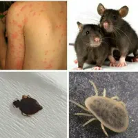 طعمه گزاری وسم پاشی موش