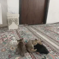 واگذاری بچه گربه