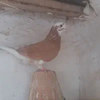 ی نروماده شازده سبز  و ماده شازده زرد|پرنده|شاهین‌شهر, برخوار غرب|دیوار