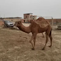 کله پاچه بچه شتر وگوشت|خوردنی و آشامیدنی|آق قلا, |دیوار