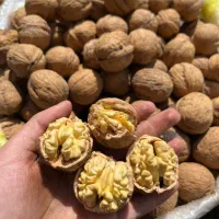 گردو تویسرکان مستقیم از باغدار|خوردنی و آشامیدنی|تهران, ایرانشهر|دیوار