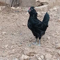 نیمچه خروس توسی و مشکی