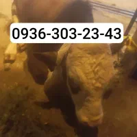 سیم کارت اعتباری رند