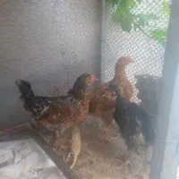 مرغ خروس