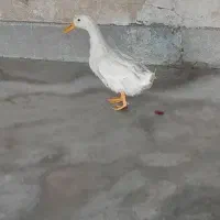اردک جوان