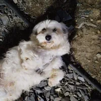 سگ شیتزو مالتیز