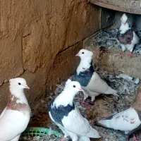 کفتر رنگی . طوقی .پلاکی|پرنده|رامشیر, |دیوار