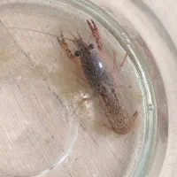 لابستر آب شیرین|ماهی|رشت, استادسرا|دیوار