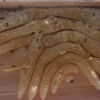 عسل چندگیاه گون پونه شبدر و مخالصه کوهرنگ|خوردنی و آشامیدنی|لالی, |دیوار