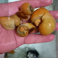 فروش حلزون سیب در چند سایز  مختلف