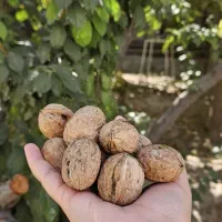 خانه باغ فروشی