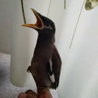 جوجه مینا
