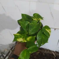 گل و گیاه پتوس|گل و گیاه طبیعی|اهواز, سیصد دستگاه|دیوار