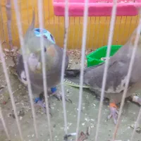 جفت عروس هلندی