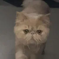 گربه پرشین سوپر فلت نر|گربه|مشکیندشت, |دیوار