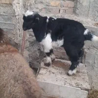 بز با بزقاله بزقاله نر دوماهه بز هم شکم اول|حیوانات مزرعه|سردرود, |دیوار