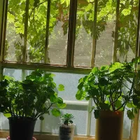 اجاره ویلایی گلستان پیچک طبقه همکف