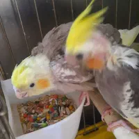 پرنده|پرنده|رشت, شالکو|دیوار