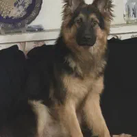 ژرمن شولاین نر کینگ سایز|سگ|شیراز, بعثت|دیوار