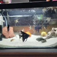 فول بلک آنجل|ماهی|قزوین, |دیوار