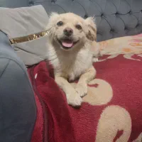 سگ پامر اشپیتز بسیار باهوش