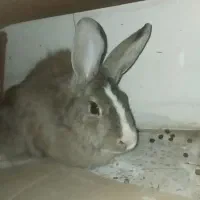 خرگوش|موش و خرگوش|فارسان, |دیوار