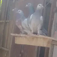 کبوتر پلاکی یا مسافتی