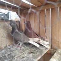 چند جفت کفتر استثنایی عالی