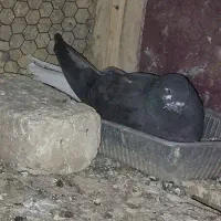 کفتر سیاه دم سفید گم کردم بال پرش نداشت محدود ردان