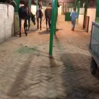 اجاره باشگاه سوارکاری ، پرورش اسب، اجاره باکس اسب|اجارهٔ دفتر صنعتی، کشاورزی، تجاری|کرج, برغان|دیوار