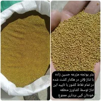 بذر یونجه پایه بلند با تناژ 9تن در هکتار|خدمات باغبانی و درختکاری|بندرعباس, |دیوار