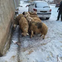 بره نر|حیوانات مزرعه|زاغه, |دیوار