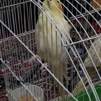یک جفت عروس هلندی قیمت۰۰۰ ۲۸۰۰تومان