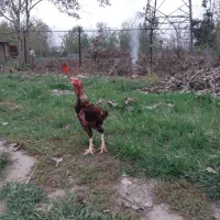 تخم مرغ لاری|حیوانات مزرعه|خشکبیجار, |دیوار