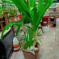سوسن عنکبوتی غول پیکر