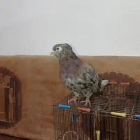 جفت سرور نرو ماده دره شهر|پرنده|دره شهر, |دیوار