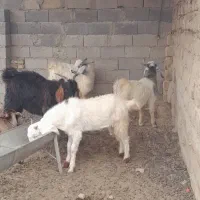 سلام ۴ بزغاله دارم برای فروش|حیوانات مزرعه|گنبد کاووس, |دیوار