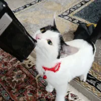 واگذاری گربه شناسنامه دار 4 ماهه نر